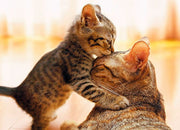 Mother's Day Greeting Card Kitten Hugs Cat
