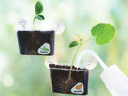 Window Garden